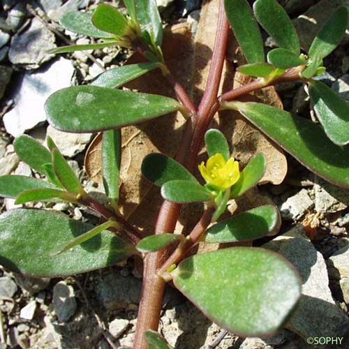 Pourpier - Portulaca oleracea
