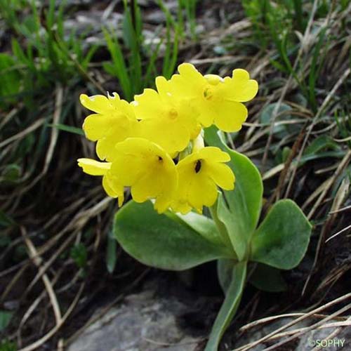 Primevère à oreillettes - Primula lutea