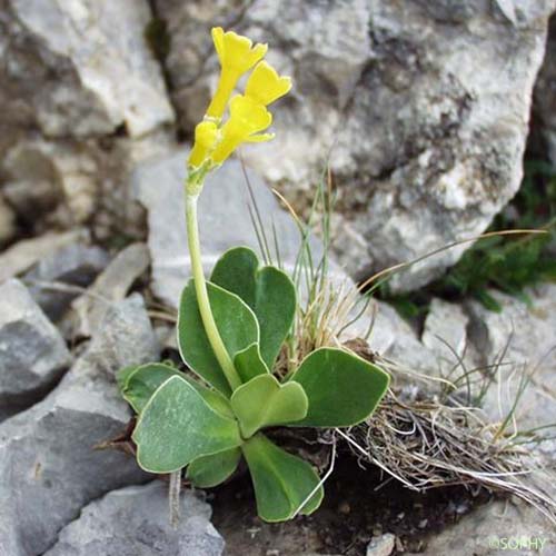 Primevère à oreillettes - Primula lutea subsp. lutea