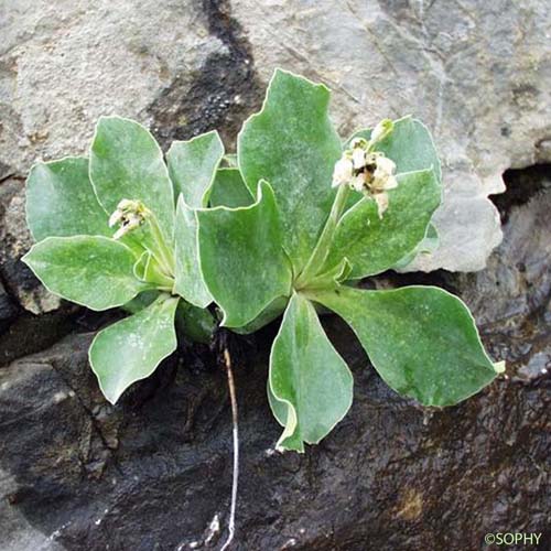 Primevère à oreillettes - Primula lutea