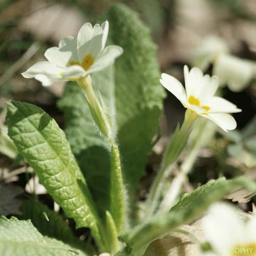 Primevère acaule - Primula vulgaris subsp. vulgaris