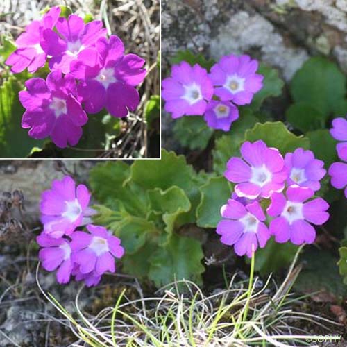 Primevère hérissée - Primula hirsuta