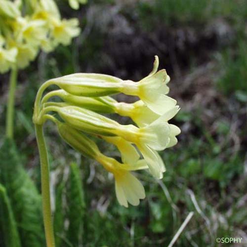 Primevère intriquée - Primula elatior subsp. intricata
