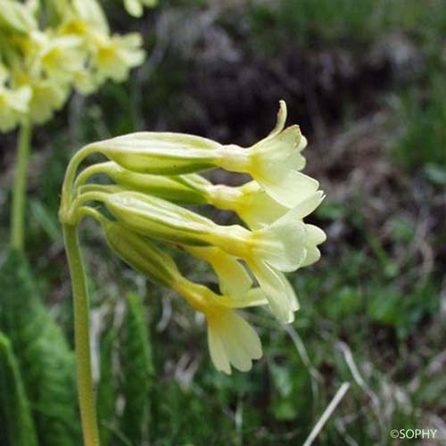 Primevère intriquée - Primula intricata