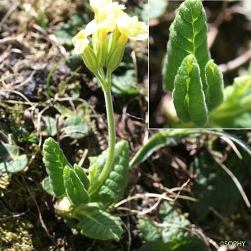 Primevère intriquée - Primula elatior subsp. intricata