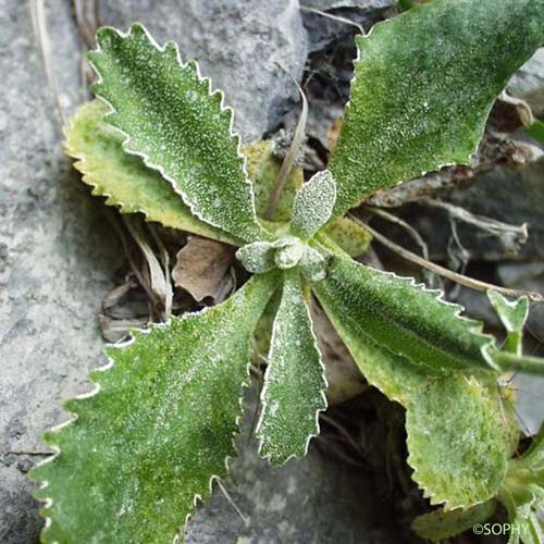 Primevère marginée - Primula marginata