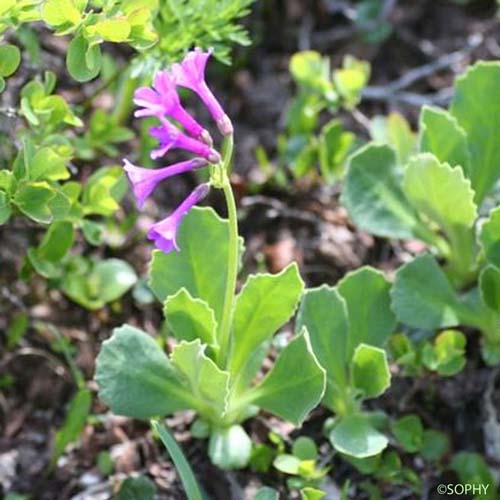 Primevère odorante - Primula latifolia subsp. graveolens