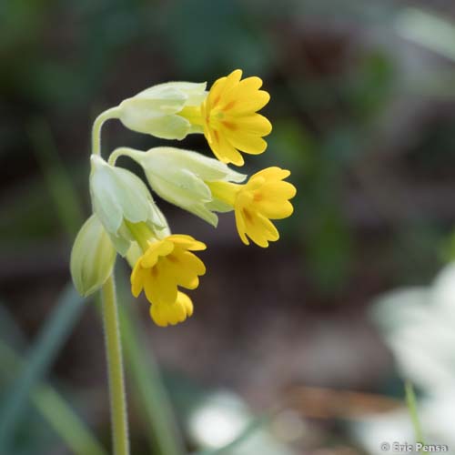 Primevère officinale - Primula veris var. veris