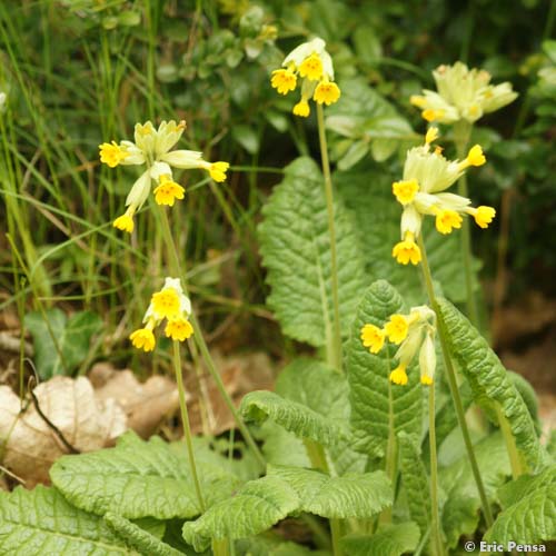 Primevère officinale - Primula veris var. veris