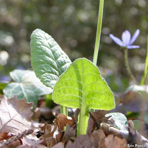 Primevère officinale - Primula veris var. veris