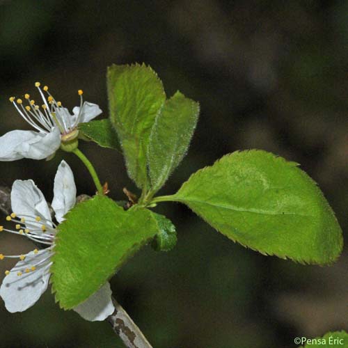 Prunellier - Prunus spinosa