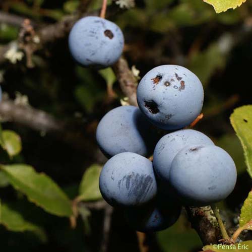 Prunellier - Prunus spinosa