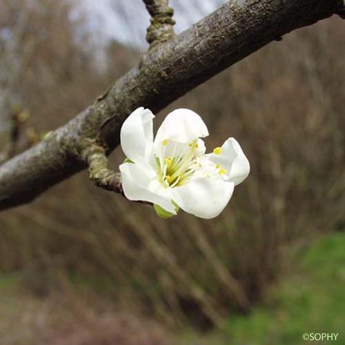 Prunier - Prunus domestica subsp. domestica