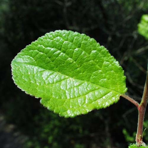 Prunier - Prunus domestica var. domestica