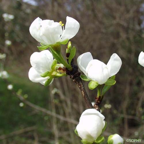 Prunier - Prunus domestica var. domestica