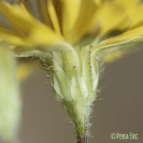 Ptérothèque de Nîmes - Crepis sancta