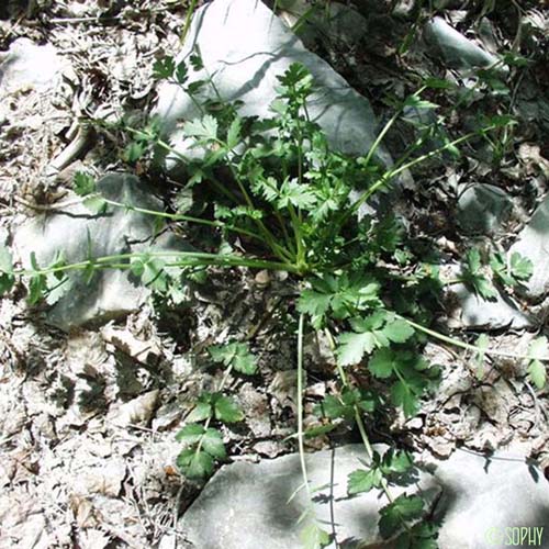 Ptychotis à feuilles de saxifrage - Ptychotis saxifraga var. saxifraga