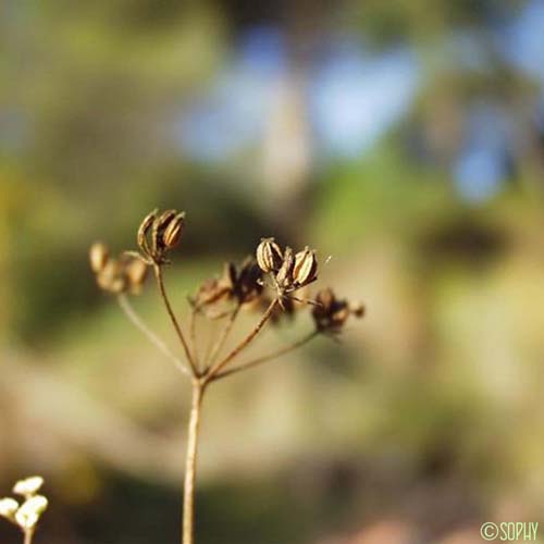 Ptychotis à feuilles de saxifrage - Ptychotis saxifraga var. saxifraga