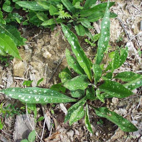 Pulmonaire à longues feuilles - Pulmonaria longifolia subsp. longifolia