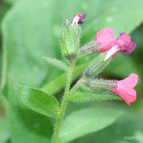 Pulmonaire semblable - Pulmonaria affinis