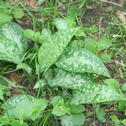 Pulmonaire semblable - Pulmonaria affinis