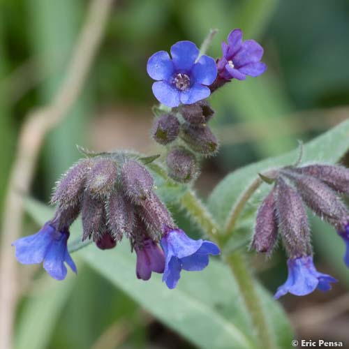 Pulmonaire peinte - Pulmonaria saccharata