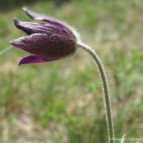 Pulsatille des montagnes - Pulsatilla pratensis subsp. montana