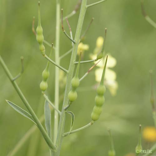 Radis sauvage - Raphanus raphanistrum subsp. raphanistrum