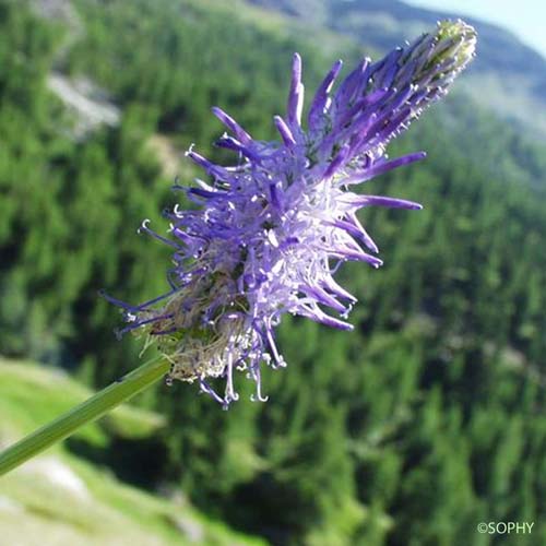 Raiponce à feuilles de bétoine - Phyteuma betonicifolium