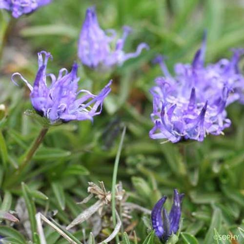 Raiponce à feuilles de globulaire - Phyteuma globulariifolium