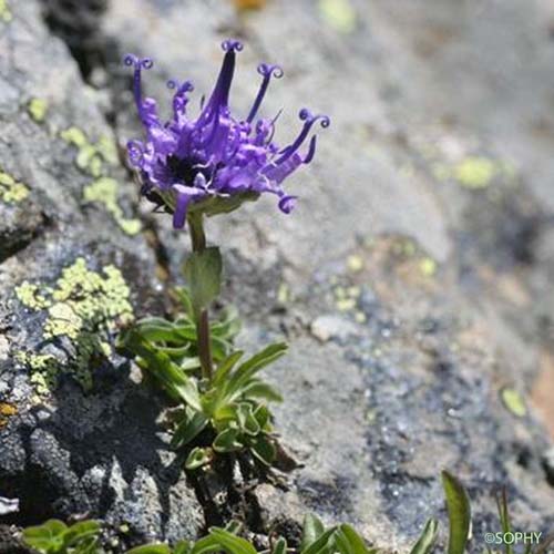 Raiponce à feuilles de globulaire - Phyteuma globulariifolium