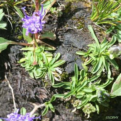 Raiponce à feuilles de globulaire - Phyteuma globulariifolium