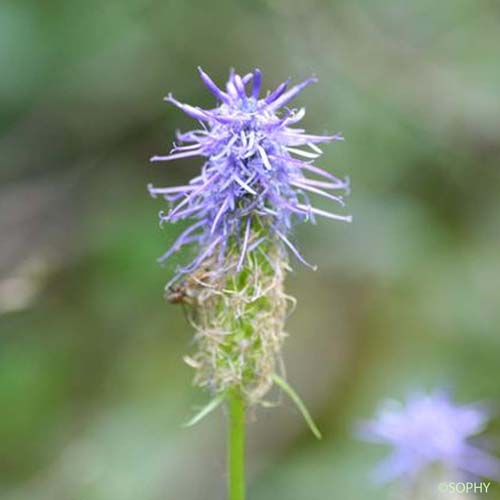 Raiponce bleue - Phyteuma nigrum