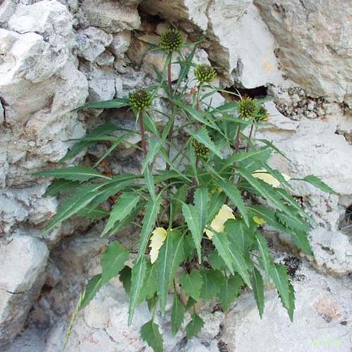 Raiponce de Charmeil - Phyteuma charmelii
