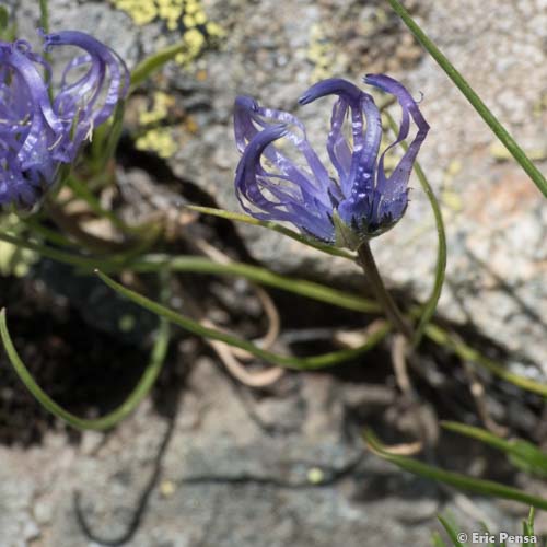 Raiponce hémisphérique - Phyteuma hemisphaericum