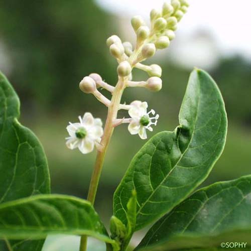 Raisin d'Amérique - Phytolacca americana