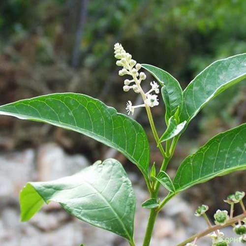Raisin d'Amérique - Phytolacca americana