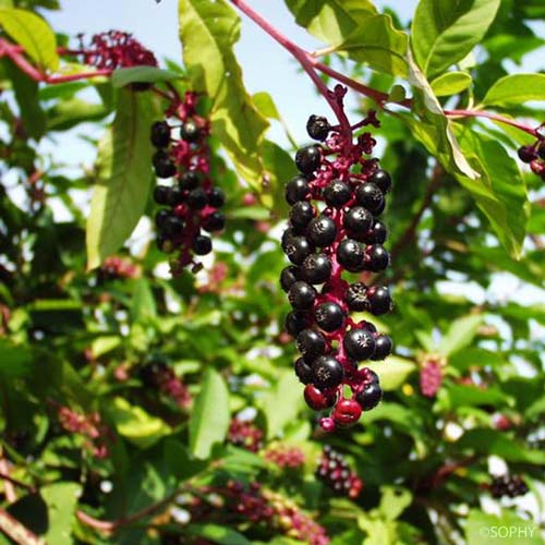 Raisin d'Amérique - Phytolacca americana