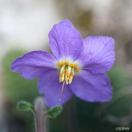 Ramondie des Pyrénées - Ramonda myconi