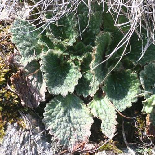 Ramondie des Pyrénées - Ramonda myconi