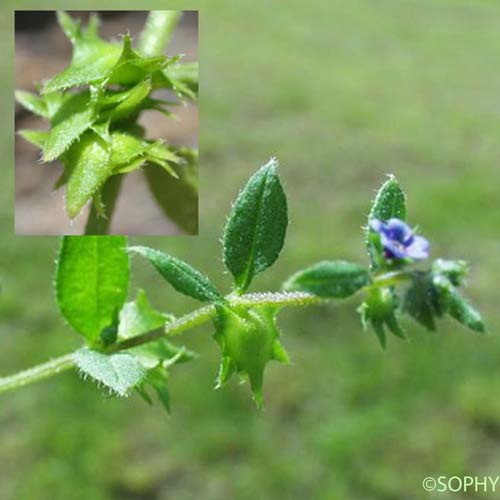 Râpette - Asperugo procumbens