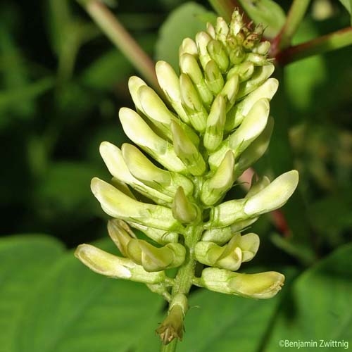 Réglisse sauvage - Astragalus glycyphyllos