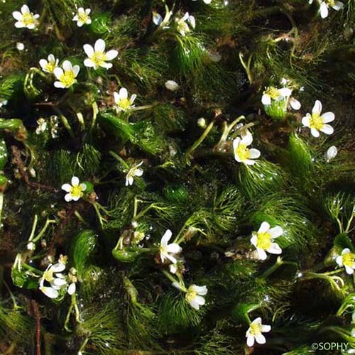 Renoncule à feuilles capillaires - Ranunculus trichophyllus subsp. trichophyllus