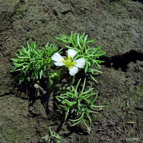 Renoncule à feuilles capillaires - Ranunculus trichophyllus subsp. trichophyllus