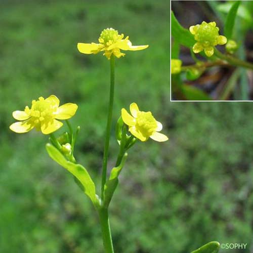 Renoncule à feuilles d'Ophioglosse - Ranunculus ophioglossifolius