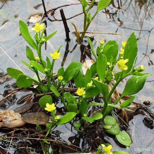 Renoncule à feuilles d'Ophioglosse - Ranunculus ophioglossifolius