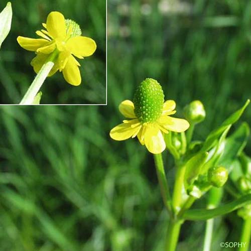 Renoncule à feuilles de Cèleri - Ranunculus sceleratus subsp. sceleratus