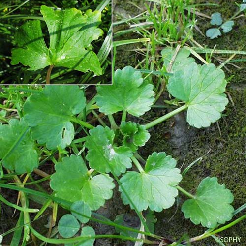 Renoncule à feuilles de Cèleri - Ranunculus sceleratus subsp. sceleratus