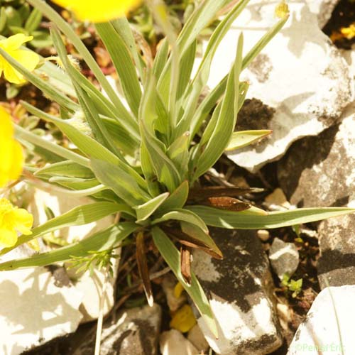 Renoncule à feuilles de Graminée - Ranunculus gramineus