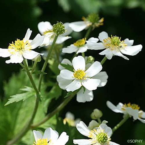 La Renoncule à feuilles d'Aconit - Ranunculus aconitifolius -  quelle-est-cette-fleur.com